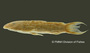 Astroblepus cyclopus santanderensis FMNH 58433 holo lat